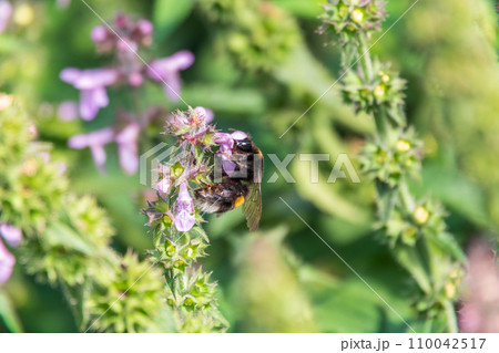 A bee collects pollen on Purple Betony flowers or Betony, Wood Betony, Bishopwort, Bishop's Wort. 110042517