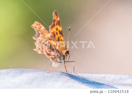 Orange colored butterfly (Polygonia c-album) resting 110042518