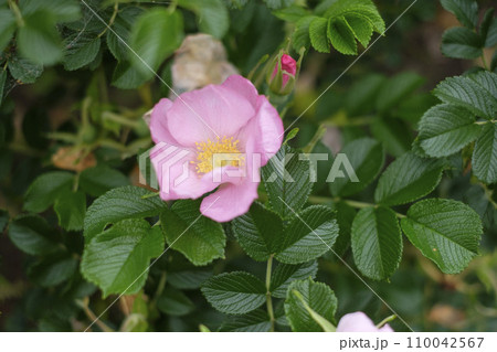 初夏のハマナスの花 初夏のハマナスの花 110042567