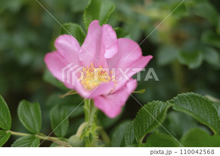 初夏のハマナスの花　 110042568
