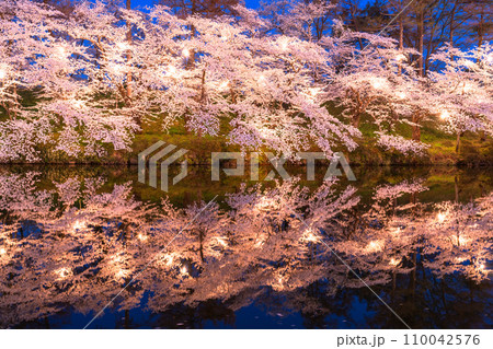 《新潟県》桜満開・春の高田城址公園の夜景 110042576