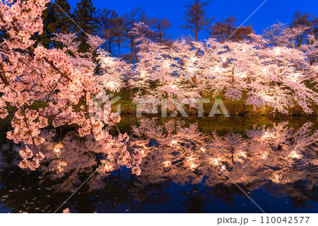 《新潟県》桜満開・春の高田城址公園の夜景 110042577