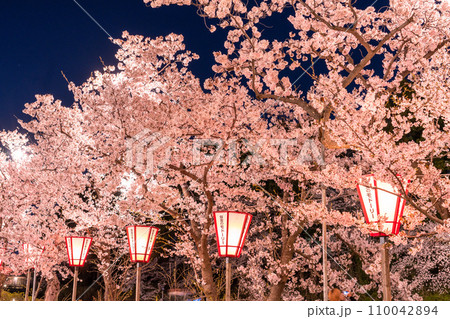 《新潟県》桜満開・春の高田城址公園の夜景 110042894