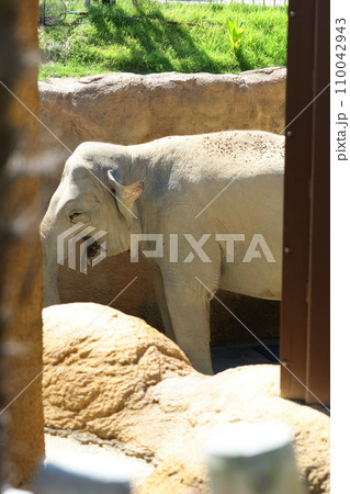 EOSR6II.山口周南、ゾウの老化。 110042943