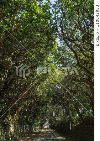 海辺近くのタブの木の森 海辺近くのタブの木の森 110042953