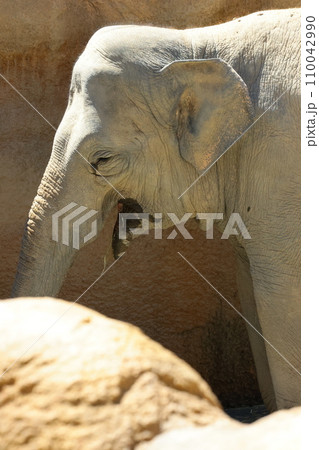 EOSR6II.山口周南、おじいちゃんゾウ。 110042990