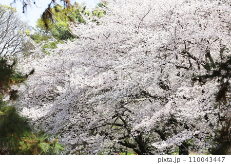 鶴舞公園 桜 名古屋市公会堂 鶴舞公園 桜 名古屋市公会堂 110043447