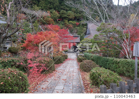 紅葉に覆われた参道 110043463