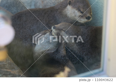 EOSR6II.山口周南、カワウソ詰め合わせ。 110043622