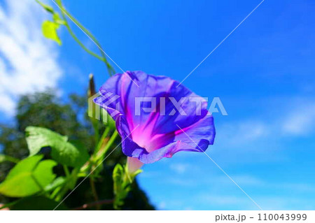 アサガオ 朝顔 あさがお アサガオ 朝顔 あさがお 110043999