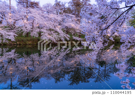 《新潟県》桜満開・春の高田城址公園の夜景 《新潟県》桜満開・春の高田城址公園の夜景 110044195