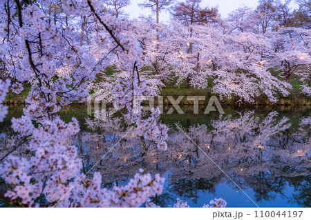 《新潟県》桜満開・春の高田城址公園の夜景 110044197