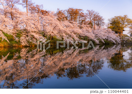 《新潟県》桜満開・春の高田城址公園の夕景 110044401