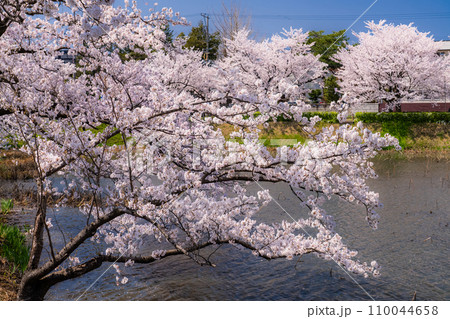 《新潟県》桜満開・春の高田城址公園 110044658