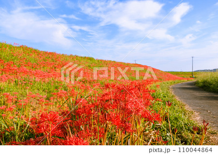 彼岸花 愛知県半田市 彼岸花 愛知県半田市 110044864