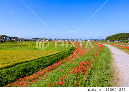 彼岸花 愛知県半田市 彼岸花 愛知県半田市 110044881