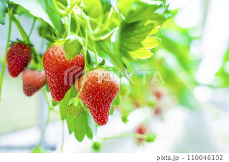 赤く実ったイチゴの果実　ハウスの苺狩り　宮城県山元町 110046102