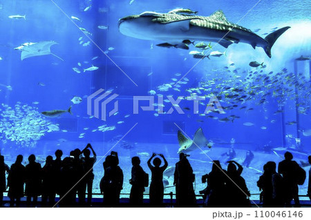水族館の風景　沖縄美ら海水族館　黒潮の海　沖縄県本部町 110046146