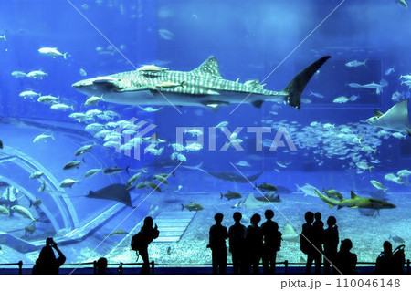 水族館の風景　沖縄美ら海水族館　黒潮の海　沖縄県本部町 110046148