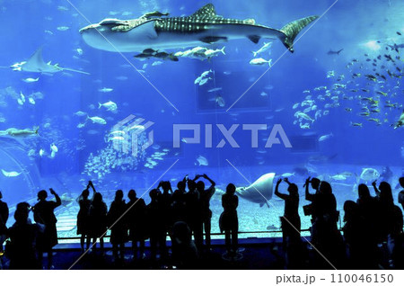 水族館の風景 沖縄美ら海水族館 黒潮の海 沖縄県本部町 水族館の風景 沖縄美ら海水族館 黒潮の海 沖縄県本部町 110046150