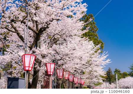 《新潟県》桜満開・春の高田城址公園 《新潟県》桜満開・春の高田城址公園 110046160