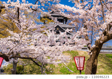 《新潟県》桜満開・春の高田城址公園 110046223