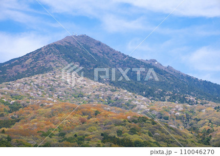 春の筑波山の山桜 春の筑波山の山桜 110046270