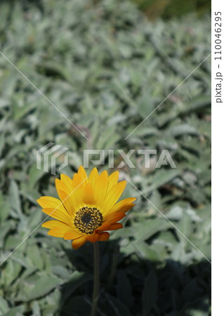Gerbera Gerbera 110046295
