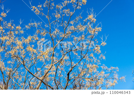 青空のムクロジの実 青空のムクロジの実 110046343