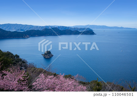 四浦半島の河津桜と豊後水道 四浦半島の河津桜と豊後水道 110046501
