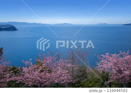 四浦半島の河津桜と豊後水道 四浦半島の河津桜と豊後水道 110046502