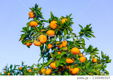 みかん園 110046507