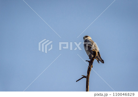 black winged shouldered kite or elanus caeruleus bird closeup small raptor and hunter perched high on tree trunk in natural blue sky background during winter migration at forest of central india asia 110046829
