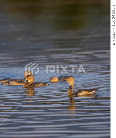 lesser whistling duck or Indian whistling duck or lesser whistling teal family flock of birds in water in golden hour light during winter season migration at ranthambore national park forest india 110046831