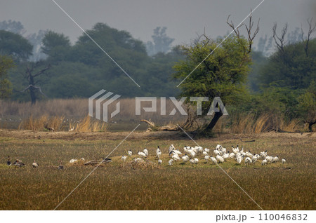 Black headed ibis or black necked ibis or Threskiornis melanocephalus group flock of birds in natural scenic landscape background keoladeo national park bharatpur bird sanctuary rajasthan india asia 110046832