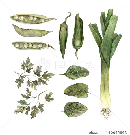Watercolor set of green vegetables: onions, peppers, parsley, peas, spinach. Isolated handmade elements on a white background. Use in graphic and printing design, cookbooks, menus, textiles, posters Watercolor set of green vegetables: onions, peppers, parsley, peas, spinach. Isolated handmade elements on a white background. Use in graphic and printing design, cookbooks, menus, textiles, posters 110046898