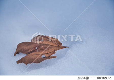 雪の上の世界 110046912