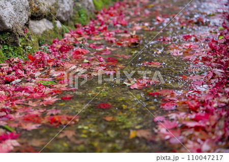 側溝に溜まった紅葉 側溝に溜まった紅葉 110047217