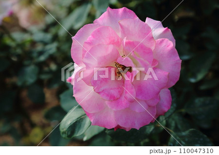 荒尾市 おもやい市民花壇 バラの花、 荒尾市 おもやい市民花壇 バラの花、 110047310