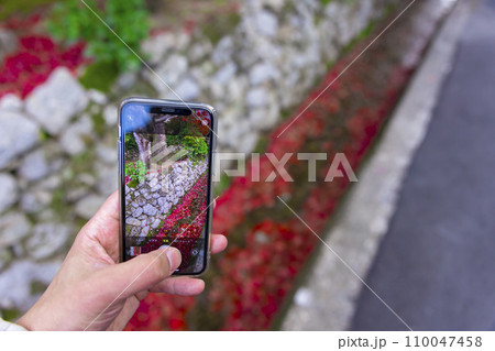 側溝に溜まった紅葉を撮影するスマホ 側溝に溜まった紅葉を撮影するスマホ 110047458