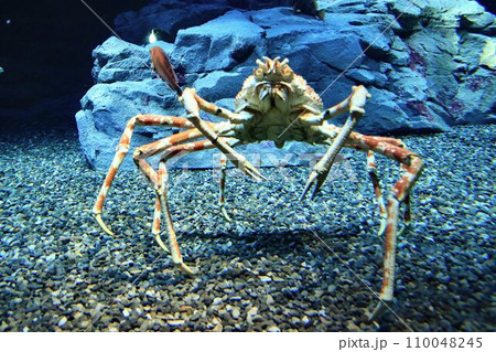 『学名はエンゲルベルト・ケンペル 』大きなオスは鋏脚を広げると3mを超える… タカアシガニ 『学名はエンゲルベルト・ケンペル 』大きなオスは鋏脚を広げると3mを超える… タカアシガニ 110048245