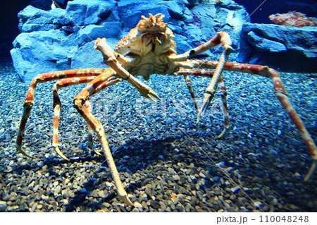 『学名はエンゲルベルト・ケンペル 』大きなオスは鋏脚を広げると3mを超える… タカアシガニ 『学名はエンゲルベルト・ケンペル 』大きなオスは鋏脚を広げると3mを超える… タカアシガニ 110048248