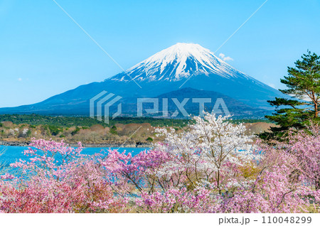 富士山と桜　～精進湖畔の満開桜～ 110048299