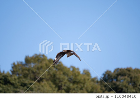 空を飛ぶトビ 空を飛ぶトビ 110048410