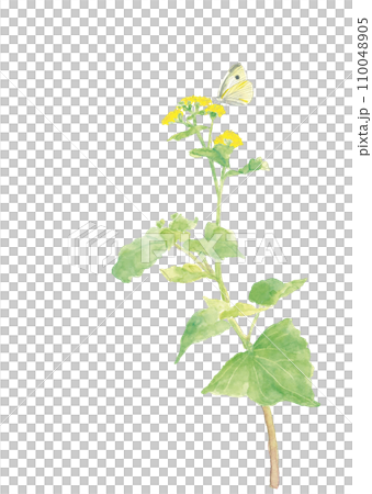 手繪水彩油菜花和春田裡盛開的白菜蝴蝶白色背景透明背景複製空間 手繪水彩油菜花和春田裡盛開的白菜蝴蝶白色背景透明背景複製空間 110048905