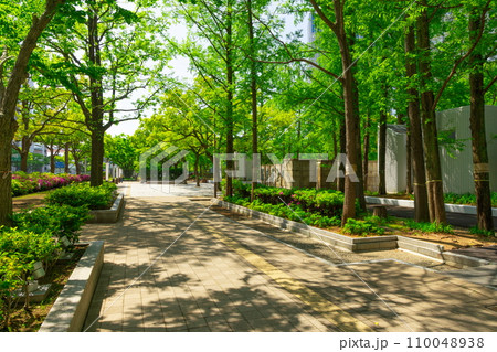 新緑の東遊園地・フラワーロード　神戸市中央区にて 110048938