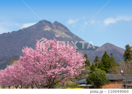由布岳と河津桜 110049060