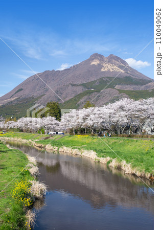 湯布院　桜並木と菜の花と由布岳 110049062