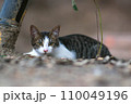 日本の森に暮らす身を屈めて遠くを見つめる子猫 110049196