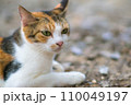 日本の森でリラックスする可愛らしい三毛猫 110049197